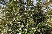 Japanese Camellia (Camellia japonica) Moonlight Bay, in bloom