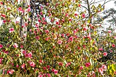Camellia (Camellia fraterna x reticulata) Crimson Candles (USA) 1995, in bloom