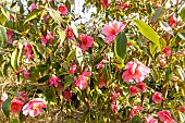 Camellia (Camellia fraterna x reticulata) Crimson Candles (USA) 1995, in bloom
