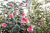 Camellia (Camellia williamsii) Mary Jobson GBR 1962, in bloom