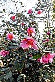 Camellia (Camellia williamsii) Mary Jobson GBR 1962, in bloom