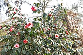 Japanese Camellia (Camellia japonica) Gigantea GBR 1830, in bloom