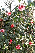 Japanese Camellia (Camellia japonica) Gigantea GBR 1830, in bloom
