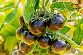Egg plant (Solanum melongena) ronde de Valence