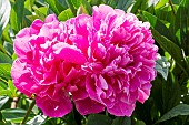 Chinese herbaceous peony (Paeonia lactiflora) Auguste Dessert Breeder : Dessert (FRA) 1920, flower
