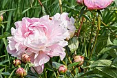 Chinese herbaceous peony (Paeonia lactiflora) Avalanche Breeder : Crousse 1886, flower