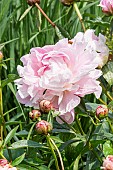 Chinese herbaceous peony (Paeonia lactiflora) Avalanche Breeder : Crousse 1886, flower