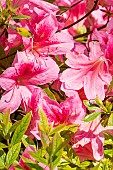 Dwarf Rhododendron (Rhododendron keiskei) Wee Bee, flowers