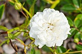 Rosa Swany Breeder : Meilland (FRA) 1978