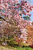 Magnolia (Magnolia x soulangeana) Burgundy in bloom and Japanese maple (Acer palmatum f. atropurpureum), Parc Floral de Vincennes, Paris, France