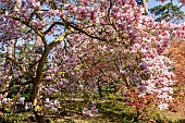 Magnolia (Magnolia x soulangeana) Burgundy in bloom and Japanese maple (Acer palmatum f. atropurpureum), Parc Floral de Vincennes, Paris, France