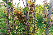 Vine spinach (Basella alba) Select Red
