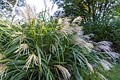 Maiden silvergrass (Miscanthus sinensis) Malepartus