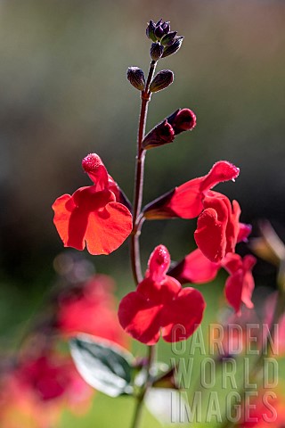 Red_Baby_Sage_Salvia_microphylla_autumn_flowering_Gard_France