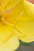 Large-flowered evening-primrose (Oenothera glazioviana), stigma and stamens close up, Gard, France