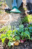 Rain watering of mixed radishes in summer.