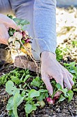 Harvesting radishes in summer.