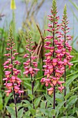 Portrait of the hybrid foxglove (Digitalis x mertonensis) Illumination Pink. This is a hybrid between the purple foxglove and the Canary Island foxglove.