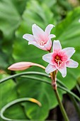 Crinole flower (Crinum campanulatum), a semi-aquatic bulb native to Africa.