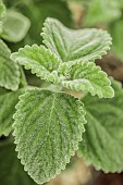 Foliage of the lemon coleus (Plectranthus fragrantissimus =Plectranthus Mount Carbine), the lemon leaf, an aromatic and edible plant native to Australia.