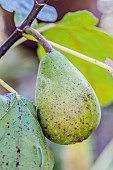 Portrait of the fruit of the fig Longue dAoût, a cold-resistant biferous variety, in late summer.