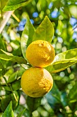 Sudachi fruit (Citrus sudachi), a Japanese hybrid citrus fruit related to yuzu, prized for its acidic juice, in October, Tarn-et-Garonne, France