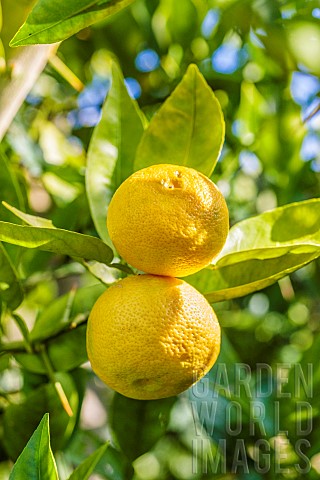 Sudachi_fruit_Citrus_sudachi_a_Japanese_hybrid_citrus_fruit_related_to_yuzu_prized_for_its_acidic_ju