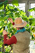 Man pruning an African linden, (Sparmannia africana) in winter in a veranda