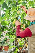 Man pruning an African linden, (Sparmannia africana) in winter in a veranda