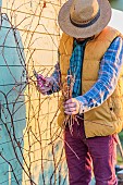 Man pruning a vine trained against a wall, in winter