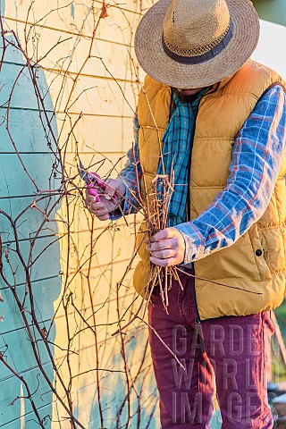 Man_pruning_a_vine_trained_against_a_wall_in_winter