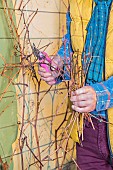 Man pruning a vine trained against a wall, in winter