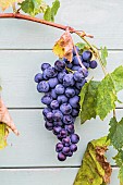 Bunch of Alphonse Lavallée grapes in late summer.