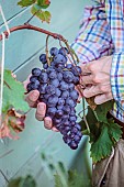 Man harvesting a bunch of Alphonse Lavallée grapes in late summer.