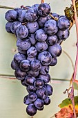 Bunch of Alphonse Lavallée grapes in late summer.