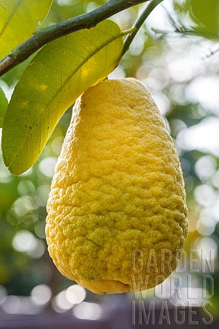 The_fruit_of_the_cedrat_Maxima_can_reach_30_cm_making_it_the_largest_fruiting_citrus_fruit_It_is_mai