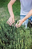 Man pruning a Southernwood (Artemisia abrotanum), in late summer.