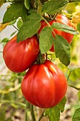 Borsalina F1 tomato bunch under cover. A variety that requires a lot of heat.