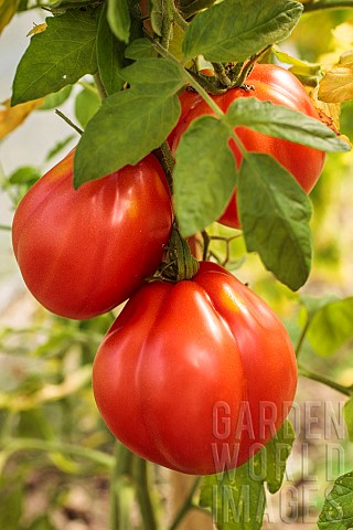 Borsalina_F1_tomato_bunch_under_cover_A_variety_that_requires_a_lot_of_heat