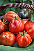 Basket with Borsalina F1 tomatoes, a hybrid tomato variety of the Calabrian (or Albenga) type.