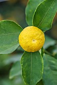 Fruit of the hana yuzu (Citrus hanayu), the flower yuzu, smaller in size than the yuzu laos and more juicy than the yuzu.