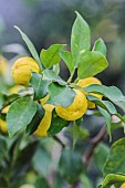 Fruit of the hana yuzu (Citrus hanayu), the flower yuzu, smaller in size than the yuzu laos and more juicy than the yuzu.