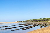 Oyster farming, Estuary of Payré, Natura 2000 site, Dunes de la Plage du Veillon, Talmont St Hilaire, Vendée, Pays de Loire, France