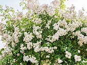 Climbing rose (Rosa x multiflora) Toby Tristam Breeder : Mrs Targett 1970