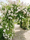 Climbing rose (Rosa x multiflora) Toby Tristam Breeder : Mrs Targett 1970