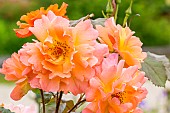 Modern Hybrid Rose (Rosa) Westerland Breeder : Kordes (GER) 1969, flowers