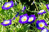 Dwarf Convolvulus (Convolvulus tricolor) ?Blue Ensign?, flowers