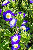 Dwarf Convolvulus (Convolvulus tricolor) ?Blue Ensign?, flowers
