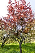 Flowering Plum (Prunus cerasifera) Woodii in spring