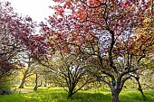 Flowering Plum (Prunus cerasifera) Woodii in spring